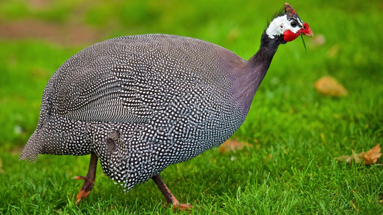 Beç Tavuğu